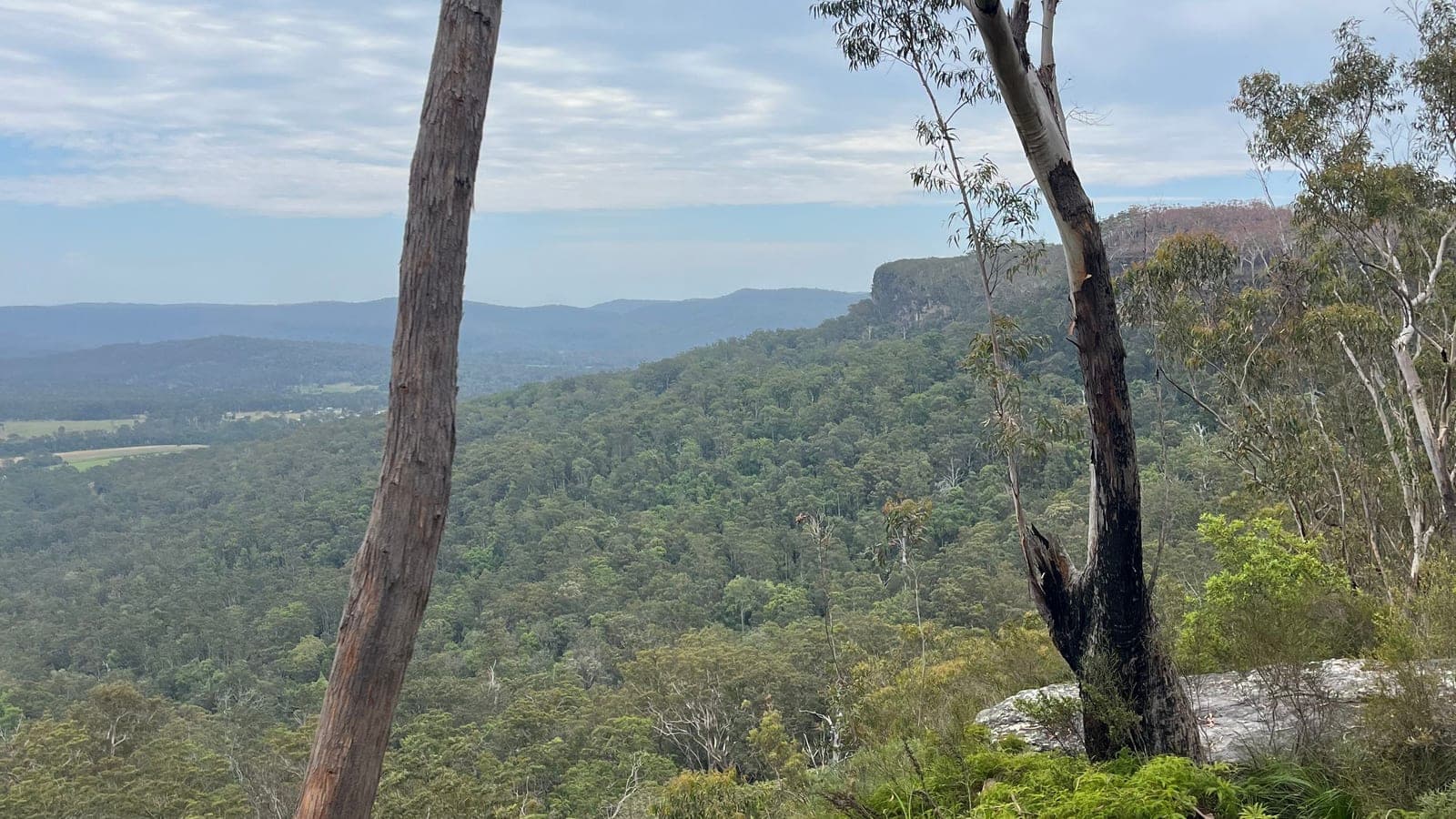 A wide view from a rock ledge over an unbroken forested valley, with two pale gum trunks in the foreground and hazy blue ridges along the horizon.