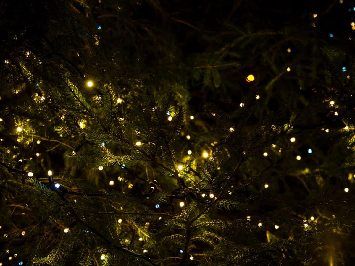 Warm white fairy lights threaded through the dark branches of a fir tree at night.